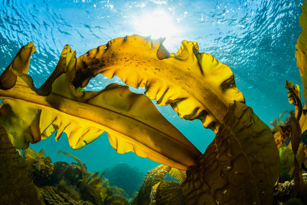 Ingredient Spotlight: Under The Sea With Astaxanthin Kelp Blend